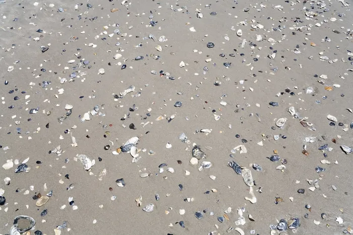 Gerahmter Druck : Scherben am Strand Gerahmter Druck : Scherben am Strand