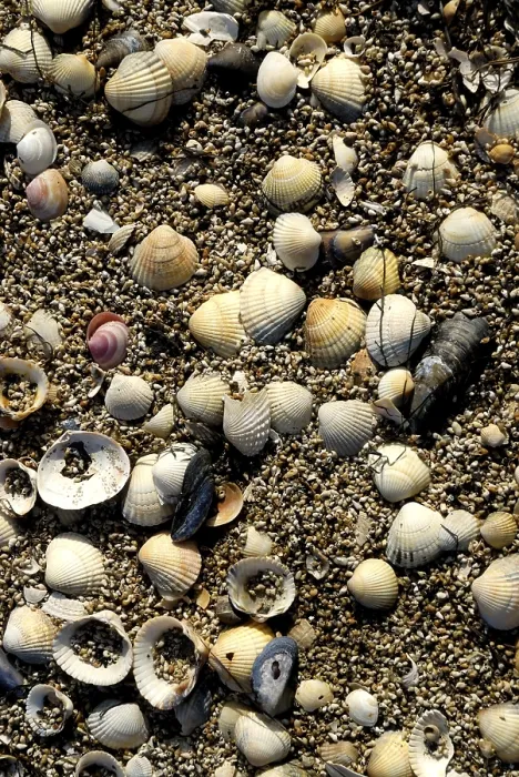 Gerahmter Druck : Leere Schalen auf einem Strand. Gerahmter Druck : Leere Schalen auf einem Strand.