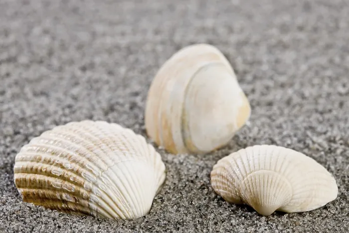 Gerahmter Druck : Schalen am Strand. Gerahmter Druck : Schalen am Strand.