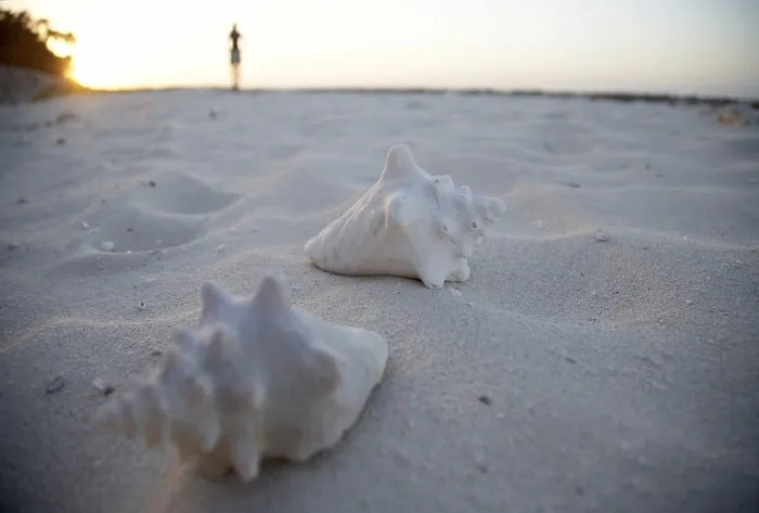 Gerahmter Druck : Schalen am Strand, Kuba. Gerahmter Druck : Schalen am Strand, Kuba.