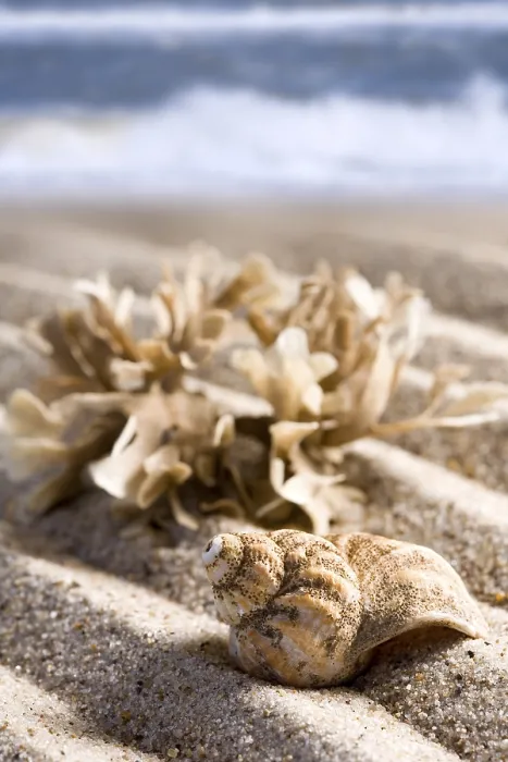 Gerahmter Druck : Schalen am Strand an der dänischen Westküste. Gerahmter Druck : Schalen am Strand an der dänischen Westküste.
