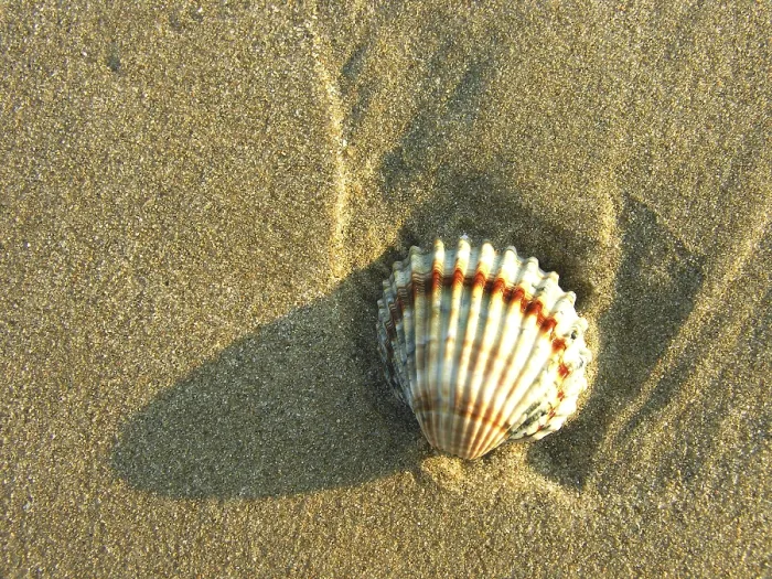 Gerahmter Druck : Schalen im Sand. Gerahmter Druck : Schalen im Sand.