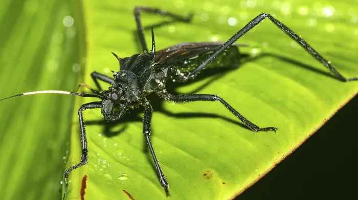 Gerahmter Druck : Schildwanze, Chustwanze, Hemiptera Gerahmter Druck : Schildwanze, Chustwanze, Hemiptera
