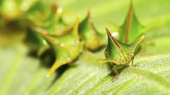 Gerahmter Druck : Schildkäfer, Chust Bug, Hemiptera Gerahmter Druck : Schildkäfer, Chust Bug, Hemiptera
