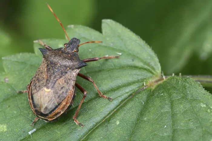 Gerahmter Druck : Ein Schildwanze auf der Blatt. Gerahmter Druck : Ein Schildwanze auf der Blatt.