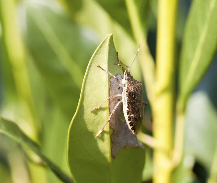 Gerahmter Druck : Schildwanze auf Blatt eines Strauches Gerahmter Druck : Schildwanze auf Blatt eines Strauches