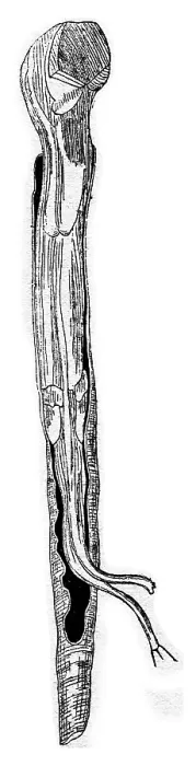 Gerahmter Druck : Der Schiffsborster (Teredo navalis) Gerahmter Druck : Der Schiffsborster (Teredo navalis)