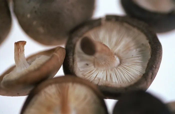 Gerahmter Druck : Pilze (Lentinus edodes) Gerahmter Druck : Pilze (Lentinus edodes)