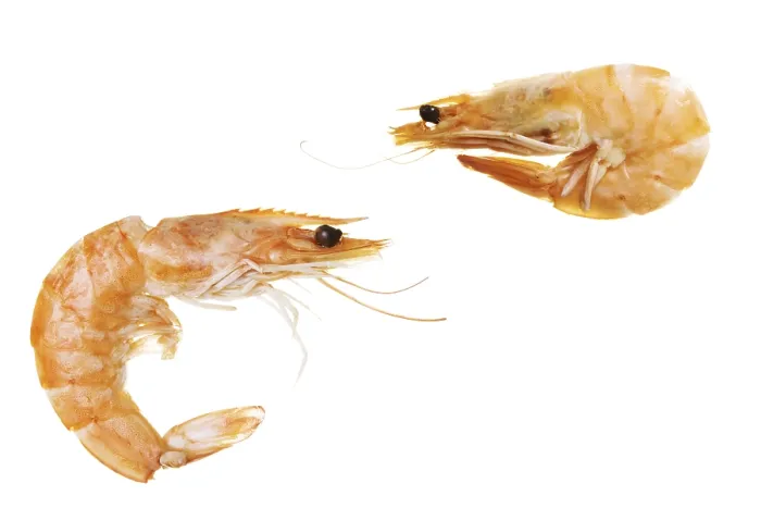 Gerahmter Druck : Shrimps Gerahmter Druck : Shrimps
