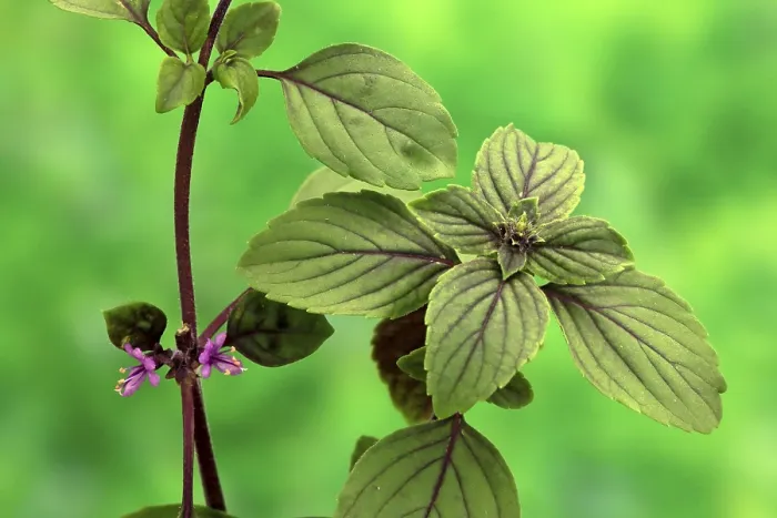Gerahmter Druck : Gartensalat (Ocimum basilicum) Magic Blue (Magic Blue). Gerahmter Druck : Gartensalat (Ocimum basilicum) Magic Blue (Magic Blue).