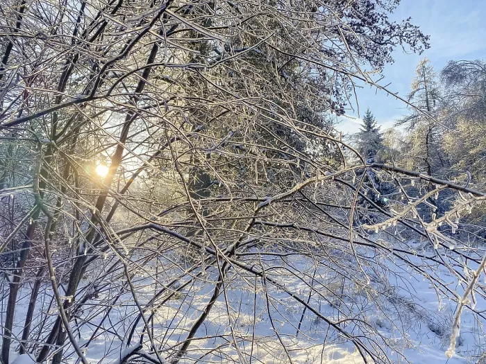 Gerahmter Druck : Busch mit eisbedeckten Ästen. Gerahmter Druck : Busch mit eisbedeckten Ästen.