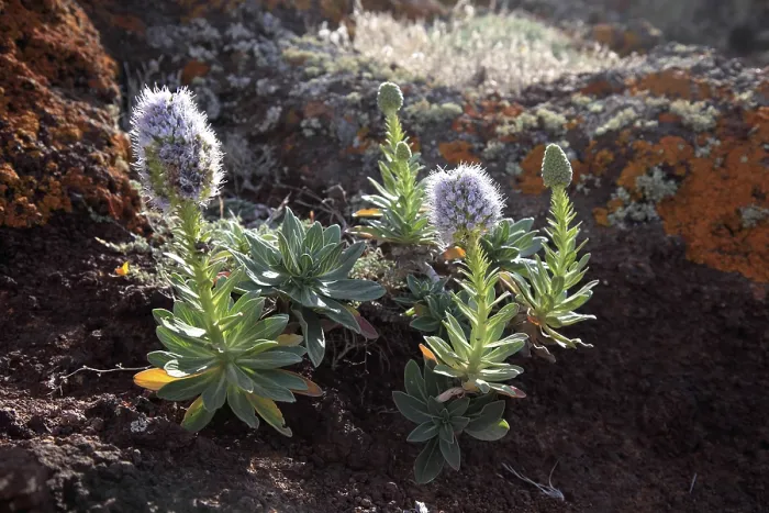 Gerahmter Druck : Buschige Vipern-Blasenkrone (Echium) Gerahmter Druck : Buschige Vipern-Blasenkrone (Echium)