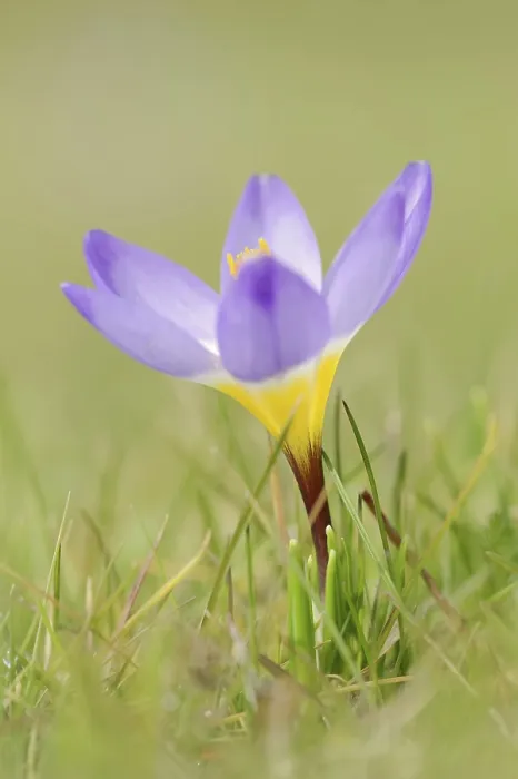 Gerahmter Druck : Sieber-Krokus oder griechischer Zwergkrokus (Crocus sieberi) Gerahmter Druck : Sieber-Krokus oder griechischer Zwergkrokus (Crocus sieberi)