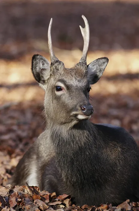 Gerahmter Druck : Sikahirsch Gerahmter Druck : Sikahirsch