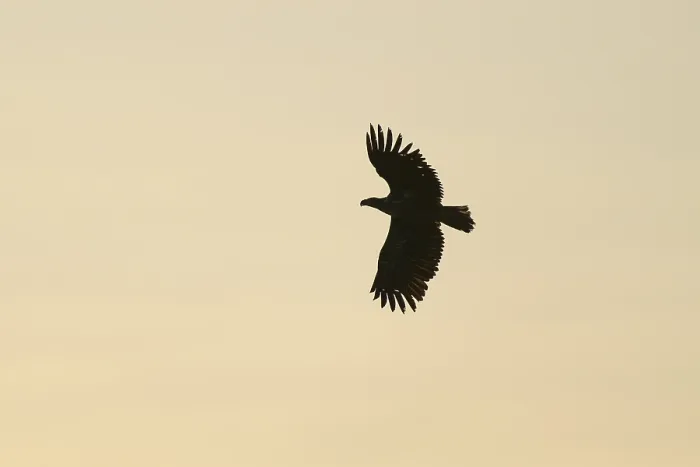 Gerahmter Druck : Silhouette eines Adler in Flug gegen eine weiche Hintergrund. Gerahmter Druck : Silhouette eines Adler in Flug gegen eine weiche Hintergrund.