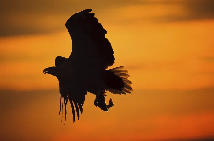 Gerahmter Druck : Goldener Adler in Silhouette Gerahmter Druck : Goldener Adler in Silhouette
