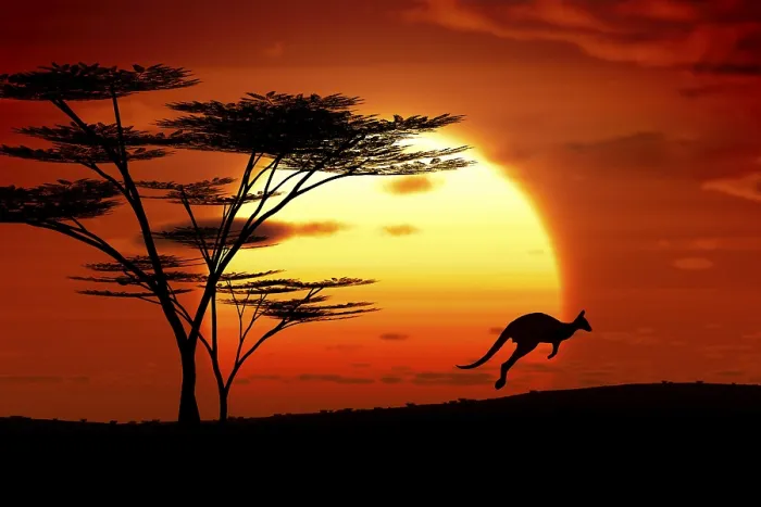 Gerahmter Druck : Das Silhouettebild eines Kängurus vor einem Sonnenuntergang. Gerahmter Druck : Das Silhouettebild eines Kängurus vor einem Sonnenuntergang.