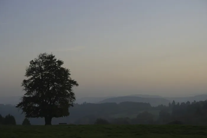 Gerahmter Druck : Silhouette eines einzelnen Buchenbaumes auf einer Wiese im Westerwald.