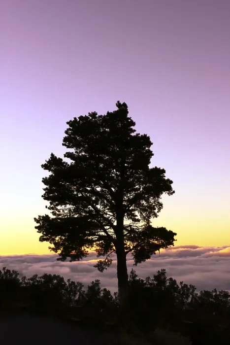 Gerahmter Druck : Silhouette eines Baumes im Abendlicht. Gerahmter Druck : Silhouette eines Baumes im Abendlicht.
