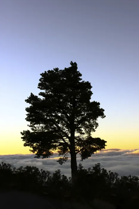 Gerahmter Druck : Silhouette eines Baumes im Abendlicht. Gerahmter Druck : Silhouette eines Baumes im Abendlicht.