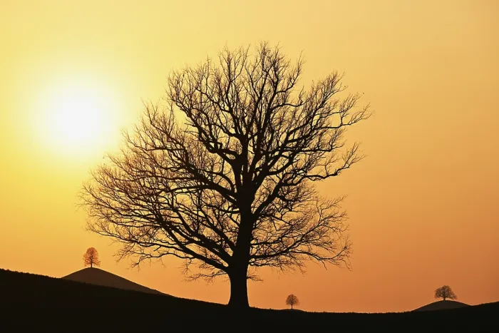 Gerahmter Druck : Silhouetten eines Eichenbaumes (Quercus robur). Gerahmter Druck : Silhouetten eines Eichenbaumes (Quercus robur).