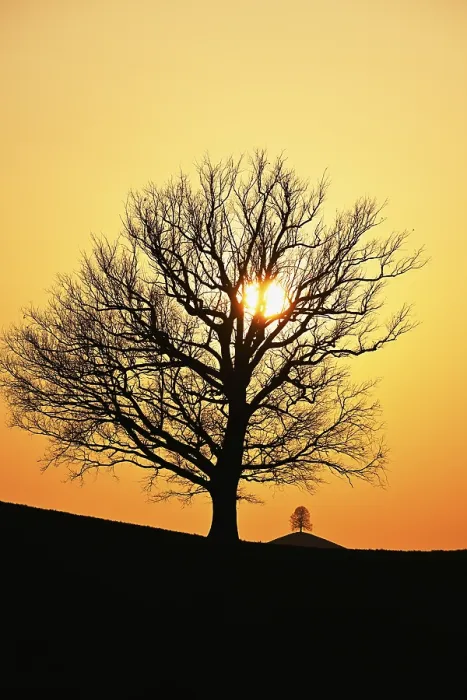 Gerahmter Druck : Silhouetten eines Eichenbaums (Quercus robur). Gerahmter Druck : Silhouetten eines Eichenbaums (Quercus robur).