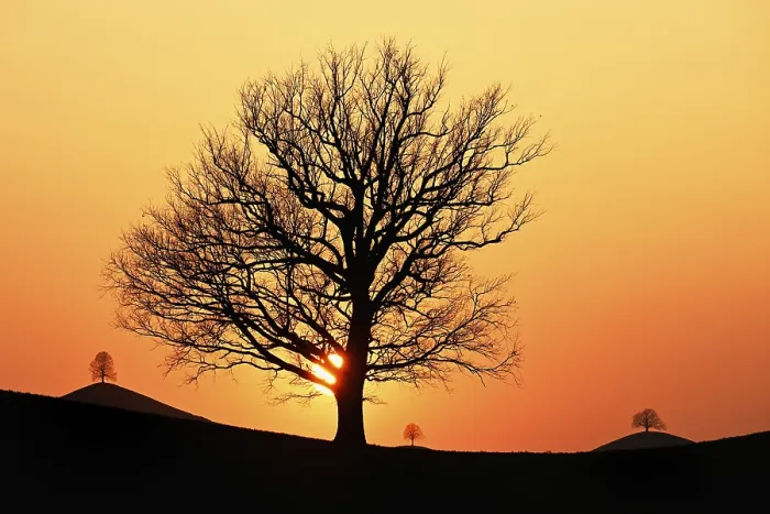 Gerahmter Druck : Silhouetten eines Eichenbaumes (Quercus robur) Gerahmter Druck : Silhouetten eines Eichenbaumes (Quercus robur)
