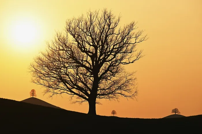 Gerahmter Druck : Silhouetten eines Eichenbaums (Quercus) Gerahmter Druck : Silhouetten eines Eichenbaums (Quercus)