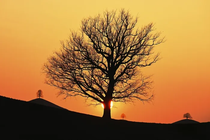 Gerahmter Druck : Schattenrisse eines Eichenbaumes (Quercus). Gerahmter Druck : Schattenrisse eines Eichenbaumes (Quercus).