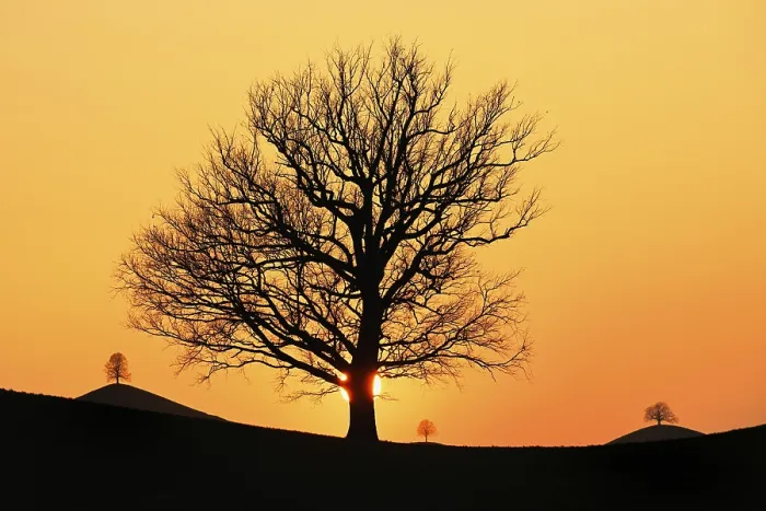 Gerahmter Druck : Silhouetten eines Eichenbaums (Quercus). Gerahmter Druck : Silhouetten eines Eichenbaums (Quercus).
