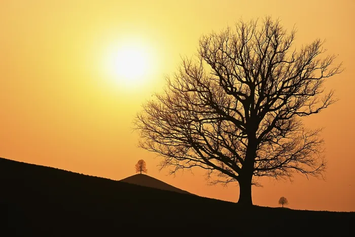 Gerahmter Druck : Silhouetten eines Eichenbaums (Quercus) Gerahmter Druck : Silhouetten eines Eichenbaums (Quercus)
