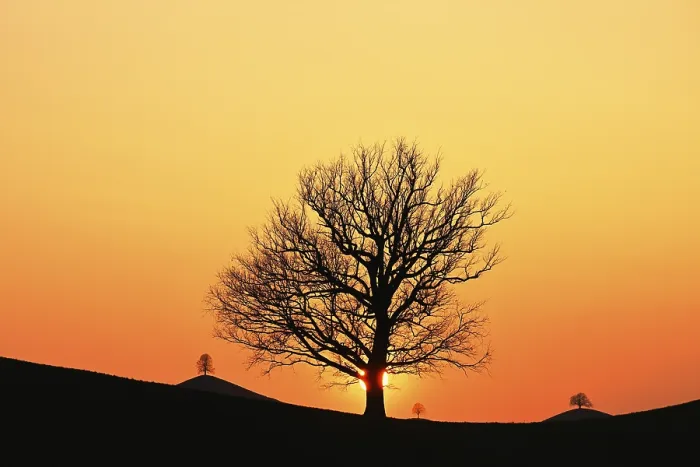 Gerahmter Druck : Silhouetten eines Eichenbaums (Quercus robur) Gerahmter Druck : Silhouetten eines Eichenbaums (Quercus robur)