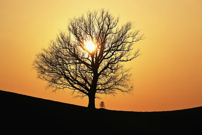 Gerahmter Druck : Silhouetten eines Eichenbaums (Quercus robur). Gerahmter Druck : Silhouetten eines Eichenbaums (Quercus robur).
