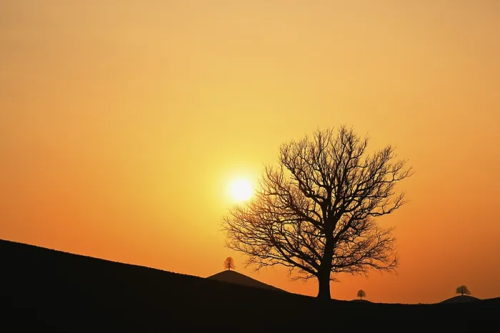 Gerahmter Druck : Schattenrisse eines Eichenbaums (Quercus). Gerahmter Druck : Schattenrisse eines Eichenbaums (Quercus).