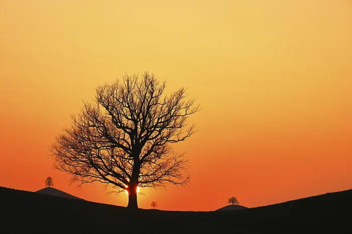 Gerahmter Druck : Silhouetten eines Eichenbaums (Quercus robur) Gerahmter Druck : Silhouetten eines Eichenbaums (Quercus robur)
