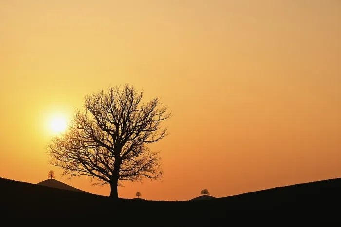 Gerahmter Druck : Silhouetten eines Eichenbaumes (Quercus robur). Gerahmter Druck : Silhouetten eines Eichenbaumes (Quercus robur).