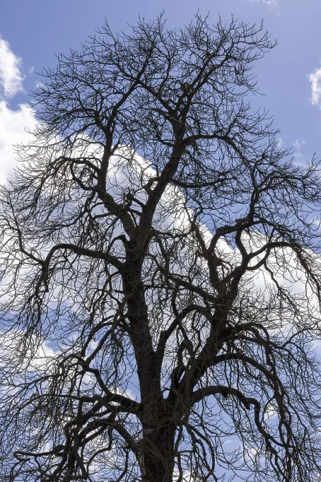 Gerahmter Druck : Silhouetten, Baum, Wolken, Himmel Gerahmter Druck : Silhouetten, Baum, Wolken, Himmel