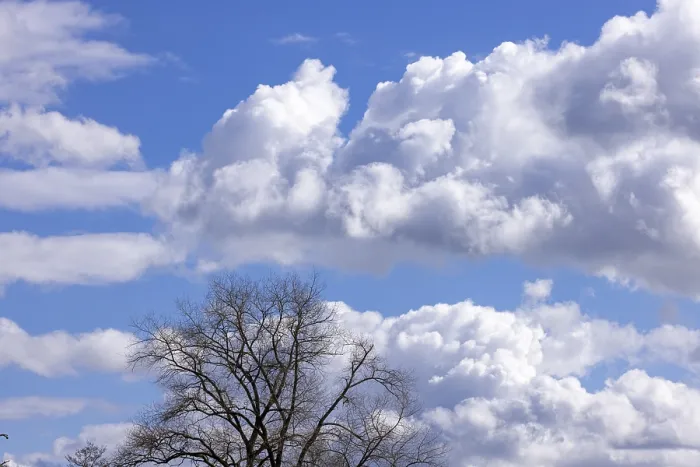 Gerahmter Druck : Schatten, Baum, Wolken, Himmel