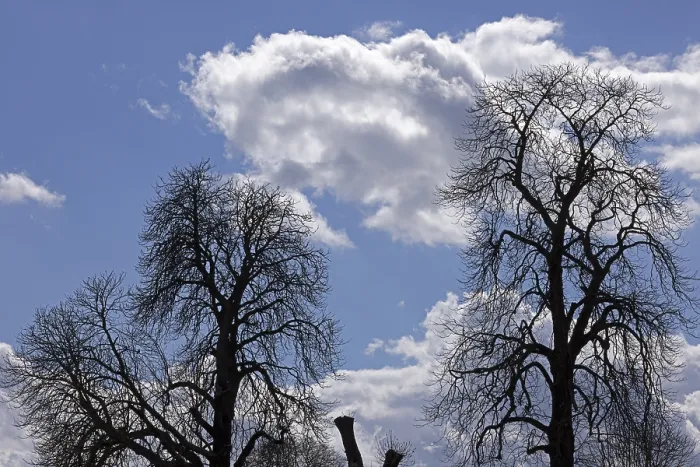 Gerahmter Druck : Schatten, Bäume, Wolken, Himmel Gerahmter Druck : Schatten, Bäume, Wolken, Himmel