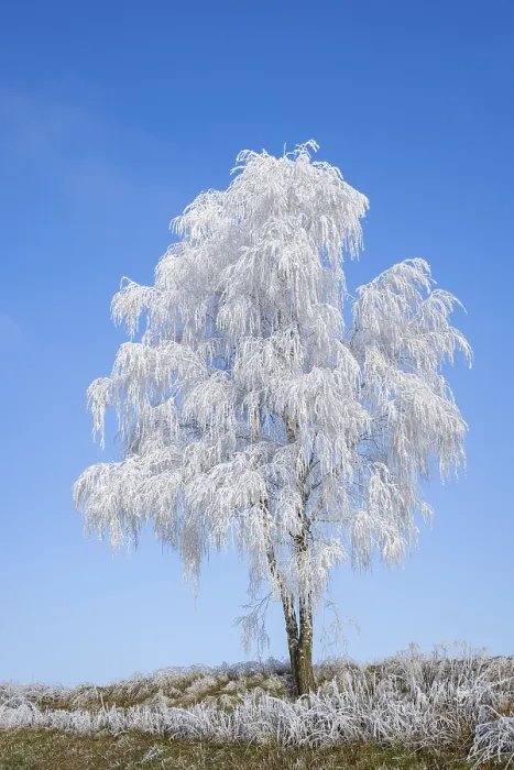 Gerahmter Druck : Silber-Birke (Betula pendula) Gerahmter Druck : Silber-Birke (Betula pendula)