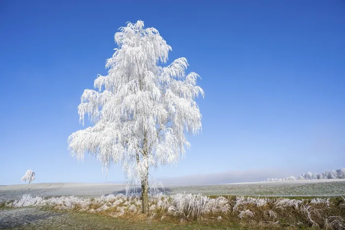 Gerahmter Druck : Silber-Birke (Betula pendula) Gerahmter Druck : Silber-Birke (Betula pendula)