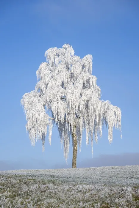 Gerahmter Druck : Silber-Birke (Betula pendula) Gerahmter Druck : Silber-Birke (Betula pendula)