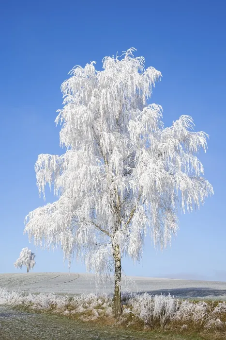 Gerahmter Druck : Silber-Birke (Betula pendula) Gerahmter Druck : Silber-Birke (Betula pendula)