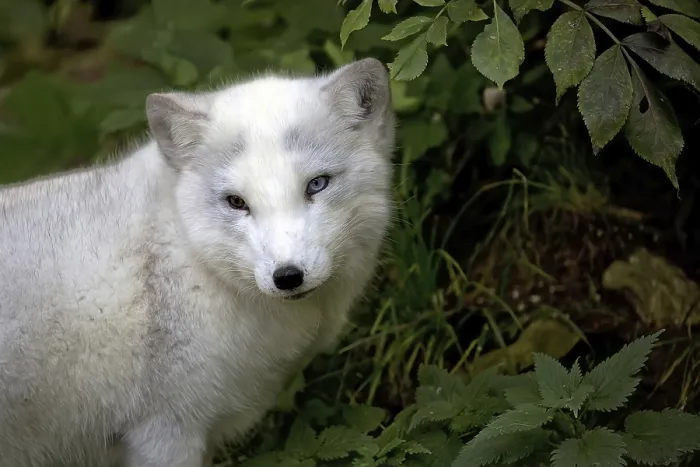 Gerahmter Druck : Silberfuchs, ein Porträt in einem Lichtungen. Gerahmter Druck : Silberfuchs, ein Porträt in einem Lichtungen.