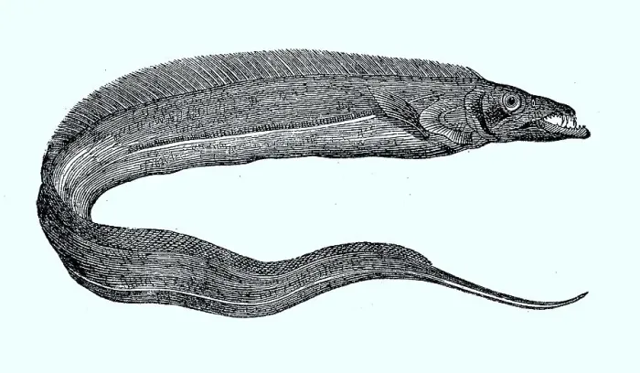 Gerahmter Druck : Silberkragenwelschleimfisch oder Kragenwelschleimfisch