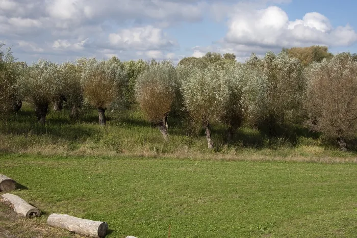 Gerahmter Druck : Silberweiden wachsen hinter dem Jerichow-Kloster. Gerahmter Druck : Silberweiden wachsen hinter dem Jerichow-Kloster.