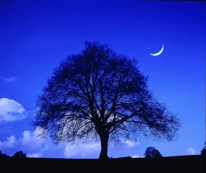 Gerahmter Druck : Einzelner Apfelbaum, Mond. Gerahmter Druck : Einzelner Apfelbaum, Mond.
