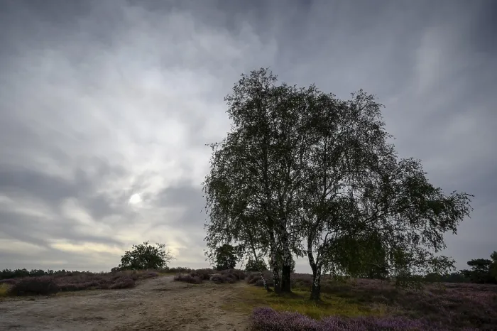 Gerahmter Druck : Ein einzelner Birke in einem Heide-Landschaft. Gerahmter Druck : Ein einzelner Birke in einem Heide-Landschaft.