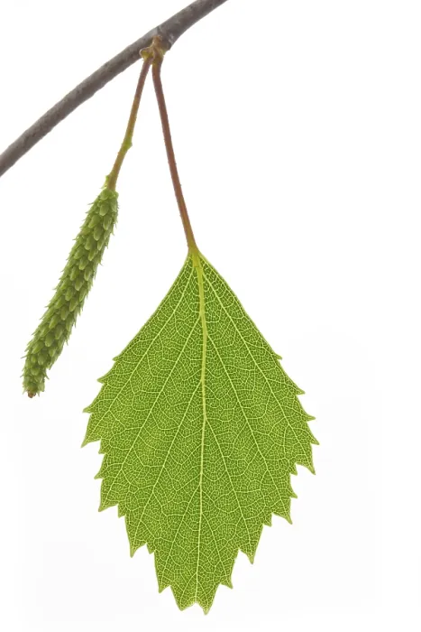 Gerahmter Druck : Einzelnes Birkenblatt (Betula) Gerahmter Druck : Einzelnes Birkenblatt (Betula)