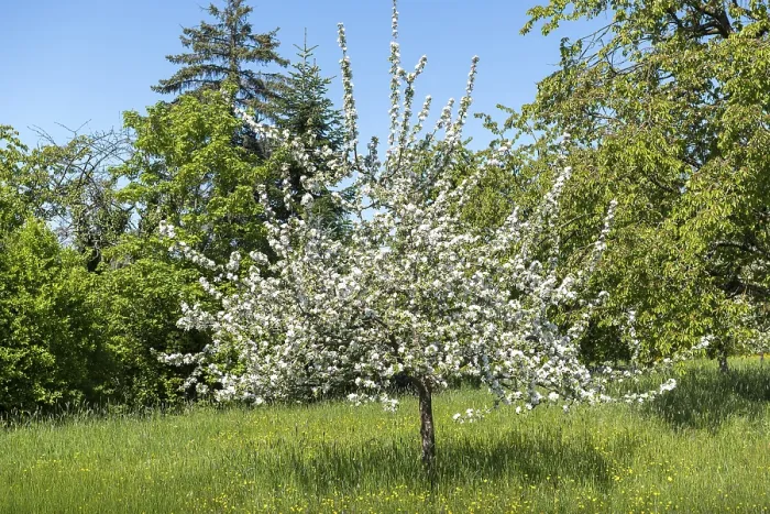 Gerahmter Druck : Ein einzelnes blühendes Baum in einer Wiese. Gerahmter Druck : Ein einzelnes blühendes Baum in einer Wiese.